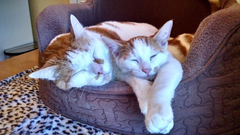 50 guapo gatos y sus adorables mini-copias