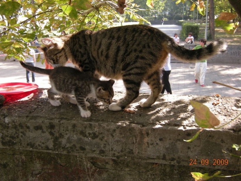 50 guapo gatos y sus adorables mini-copias