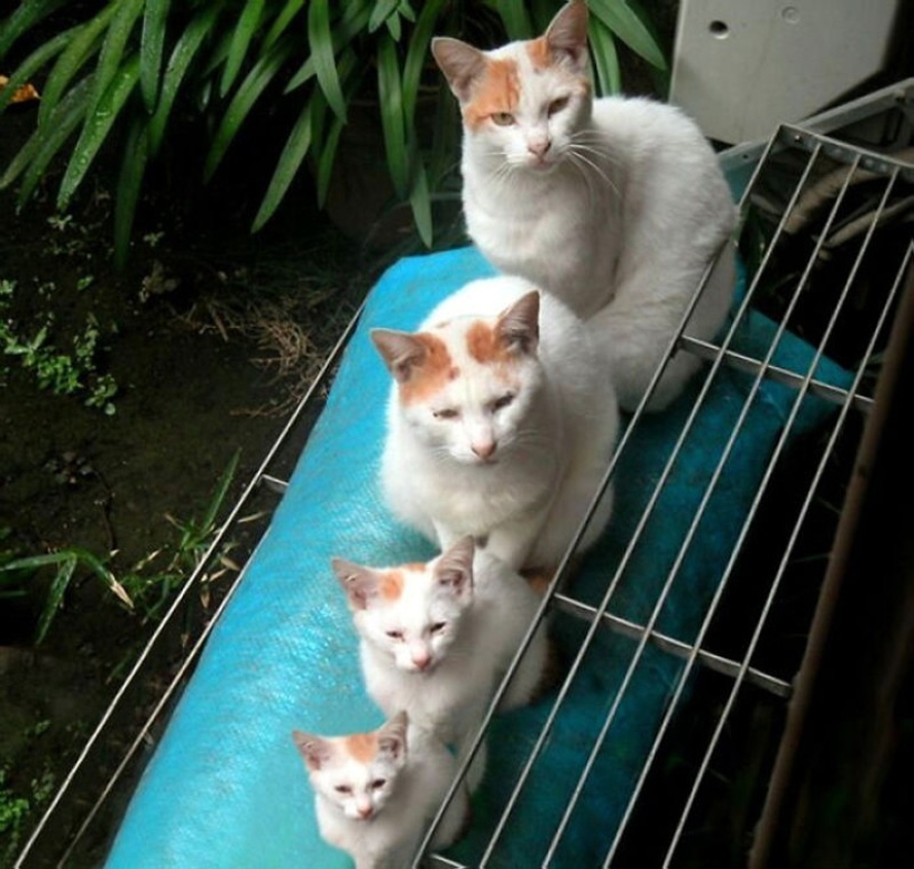 50 guapo gatos y sus adorables mini-copias