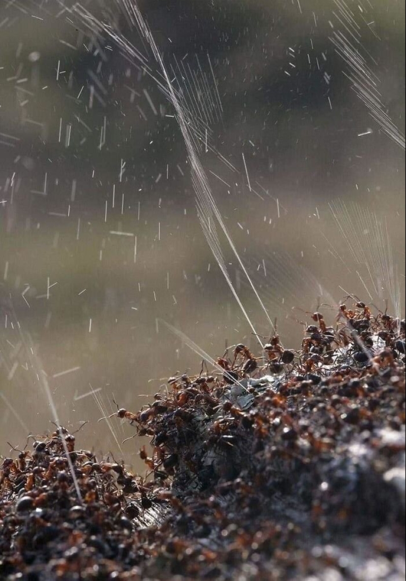 50 misterioso ejemplos de cuando la Madre naturaleza adormecida por el horror