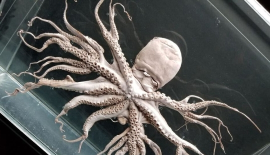 50 misterioso ejemplos de cuando la Madre naturaleza adormecida por el horror