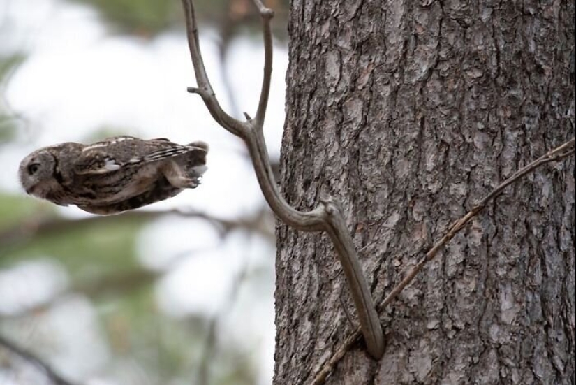 50 silly, ridiculous, indecent pictures of animals