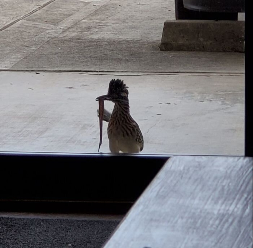 50 silly, ridiculous, indecent pictures of animals