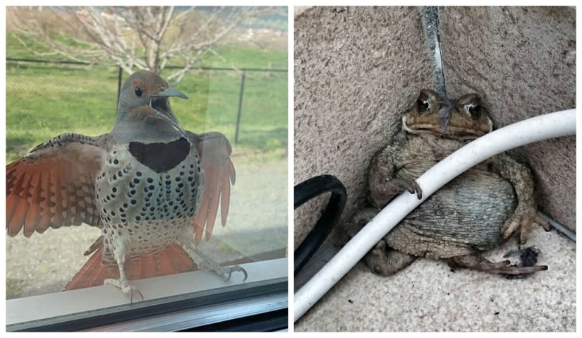 50 tonto, ridículo, indecente fotos de animales