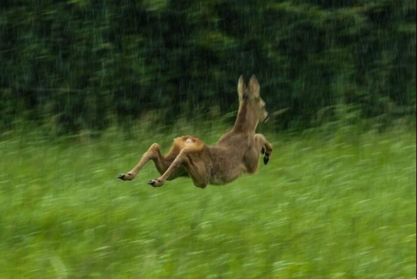 50 tonto, ridículo, indecente fotos de animales
