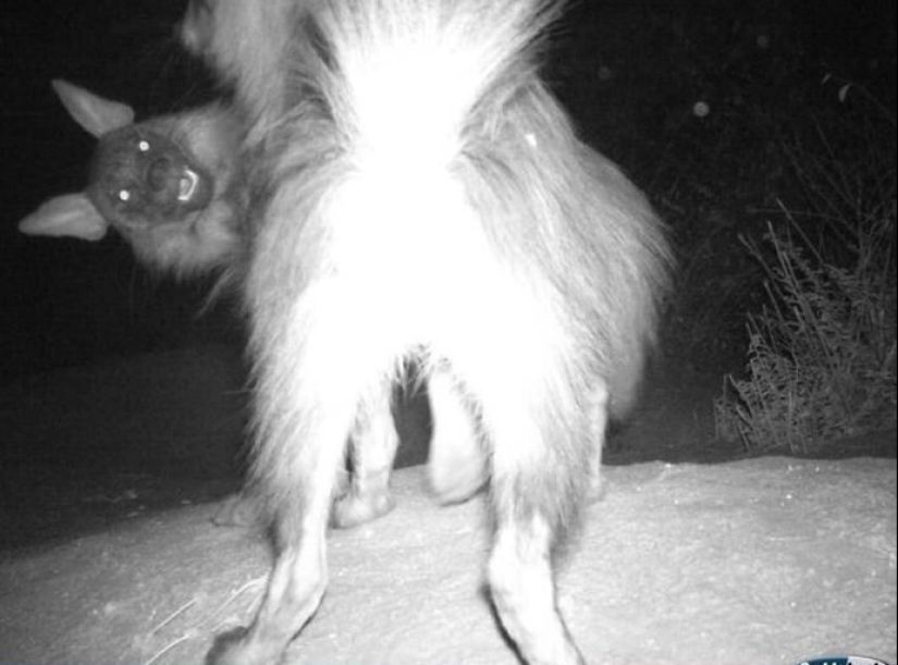 50 tonto, ridículo, indecente fotos de animales