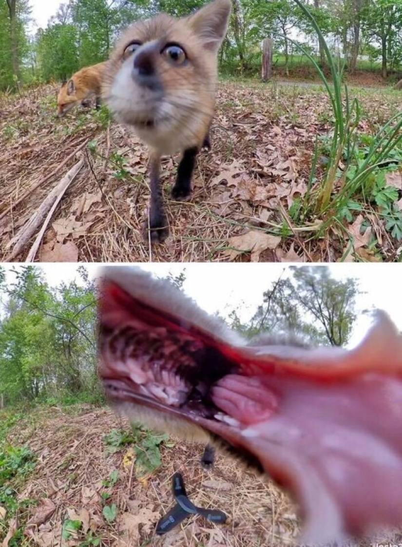 50 tonto, ridículo, indecente fotos de animales