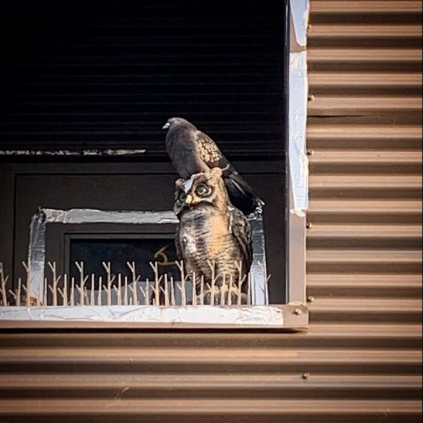 50 tonto, ridículo, indecente fotos de animales