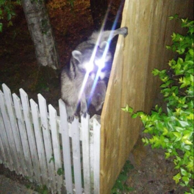 50 tonto, ridículo, indecente fotos de animales