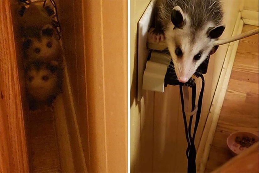 50 tonto, ridículo, indecente fotos de animales
