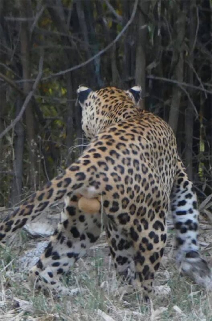 50 tonto, ridículo, indecente fotos de animales