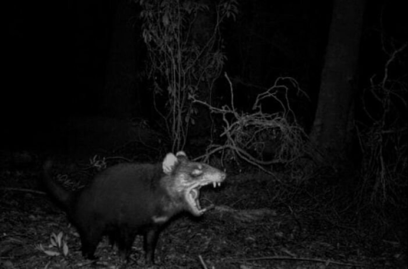 50 tonto, ridículo, indecente fotos de animales