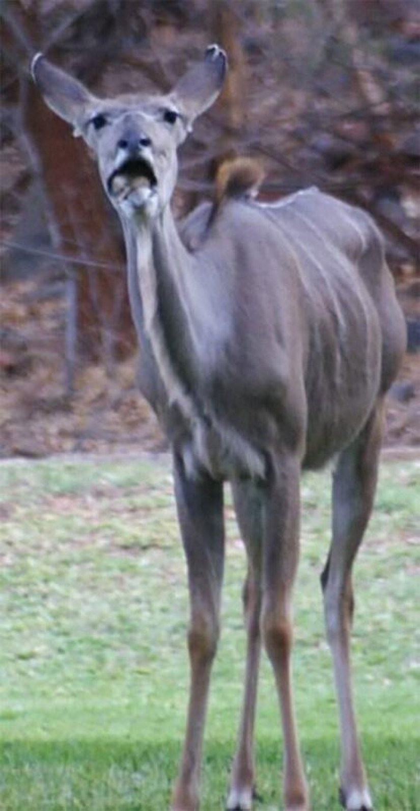 50 tonto, ridículo, indecente fotos de animales