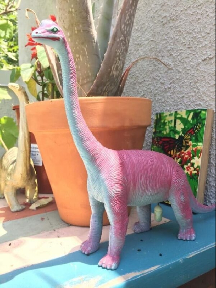 50 tonto, ridículo, indecente fotos de animales