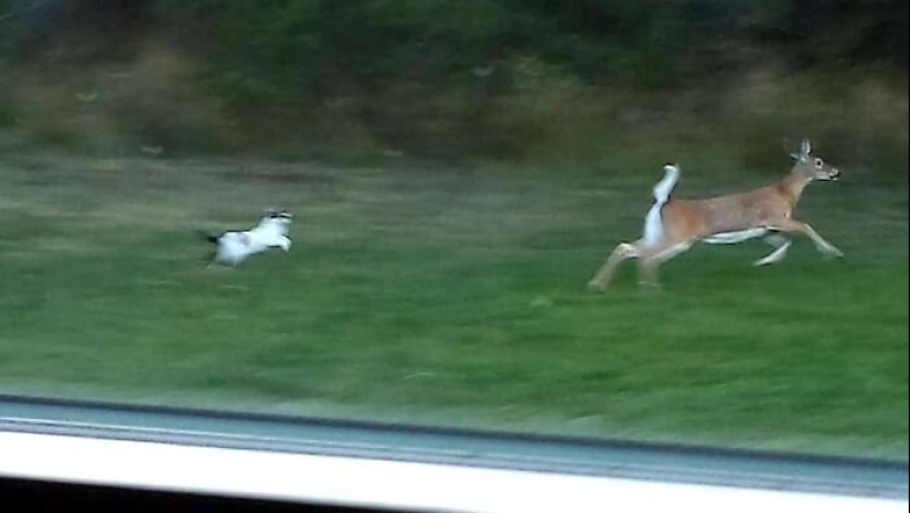 50 tonto, ridículo, indecente fotos de animales