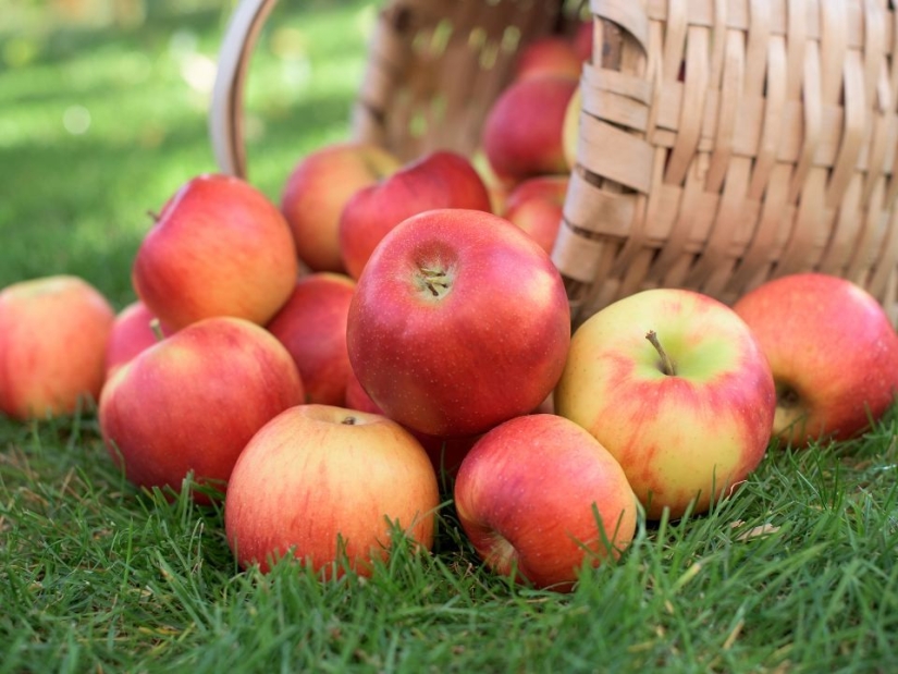 6 ancient ways to preserve apples until spring – proven for centuries