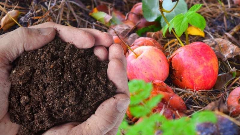 6 ancient ways to preserve apples until spring – proven for centuries
