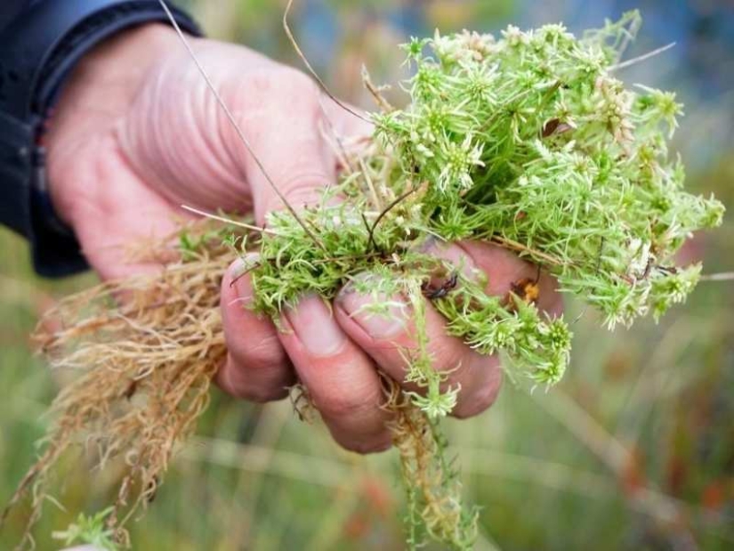 6 ancient ways to preserve apples until spring – proven for centuries