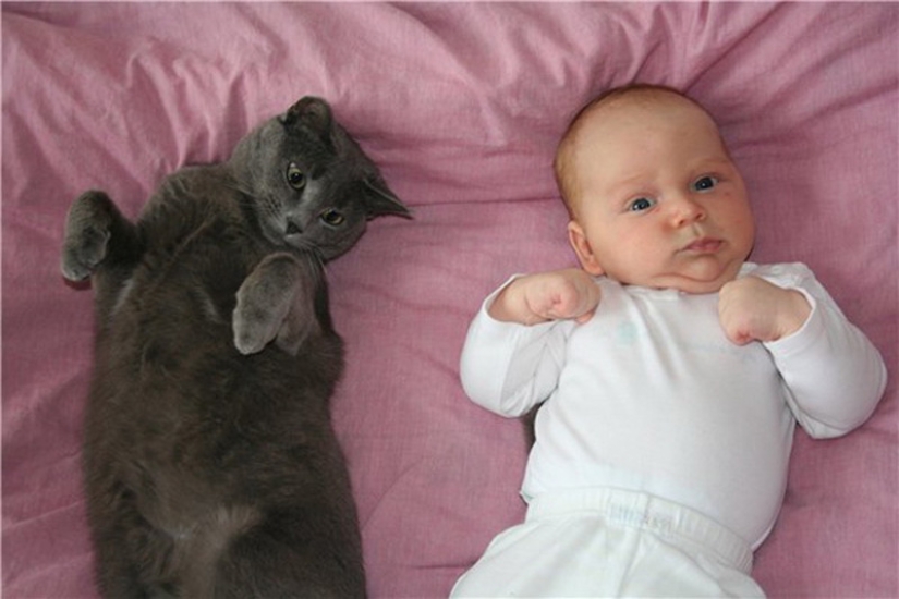 6 cute cat habits and their unexpected explanations 6 cute cat habits and their unexpected explanations
