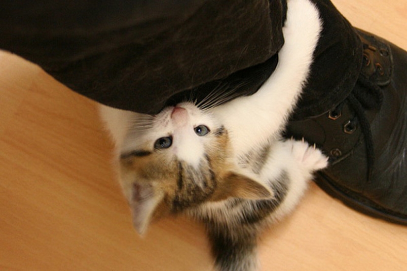 6 cute cat habits and their unexpected explanations 6 cute cat habits and their unexpected explanations