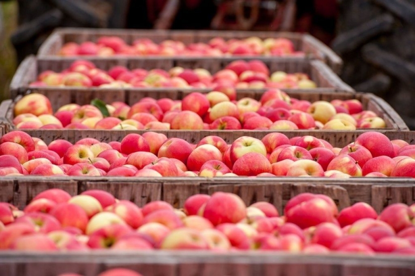 6 formas antiguas de conservar manzanas hasta la primavera: probadas durante siglos