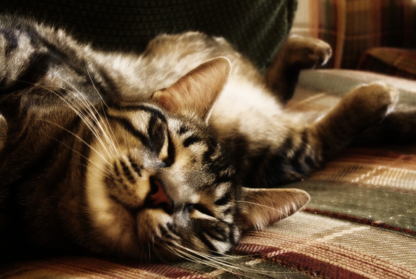 6 hábitos lindos de los gatos y sus explicaciones inesperadas 6 hábitos lindos de los gatos y sus explicaciones inesperadas