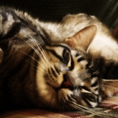 6 hábitos lindos de los gatos y sus explicaciones inesperadas 6 hábitos lindos de los gatos y sus explicaciones inesperadas