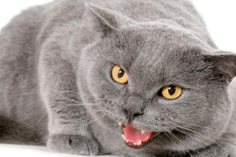 6 hábitos lindos de los gatos y sus explicaciones inesperadas 6 hábitos lindos de los gatos y sus explicaciones inesperadas