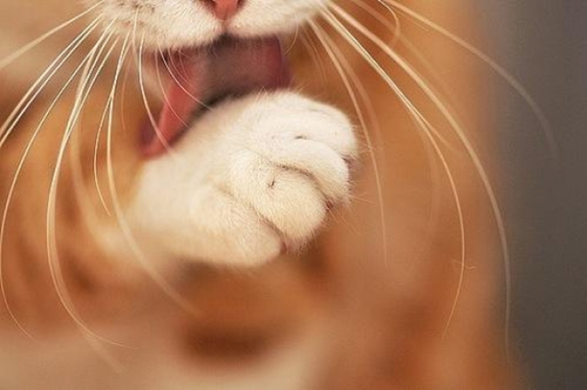 6 hábitos lindos de los gatos y sus explicaciones inesperadas 6 hábitos lindos de los gatos y sus explicaciones inesperadas