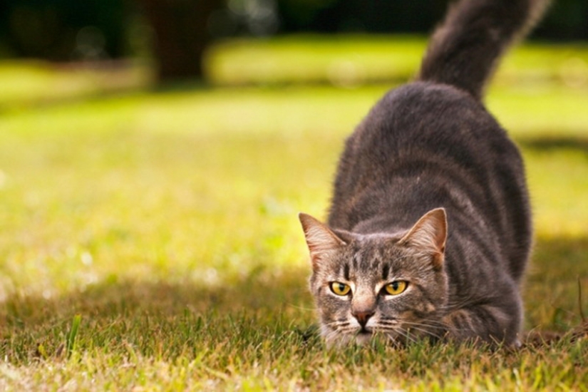 6 hábitos lindos de los gatos y sus explicaciones inesperadas 6 hábitos lindos de los gatos y sus explicaciones inesperadas