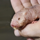 7 animales terroríficos a los que no debes temer