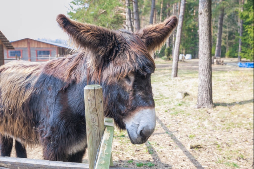 7 curiosidades sobre los burros que te harán respetar a este animal 7 curiosidades sobre los burros que te harán respetar a este animal