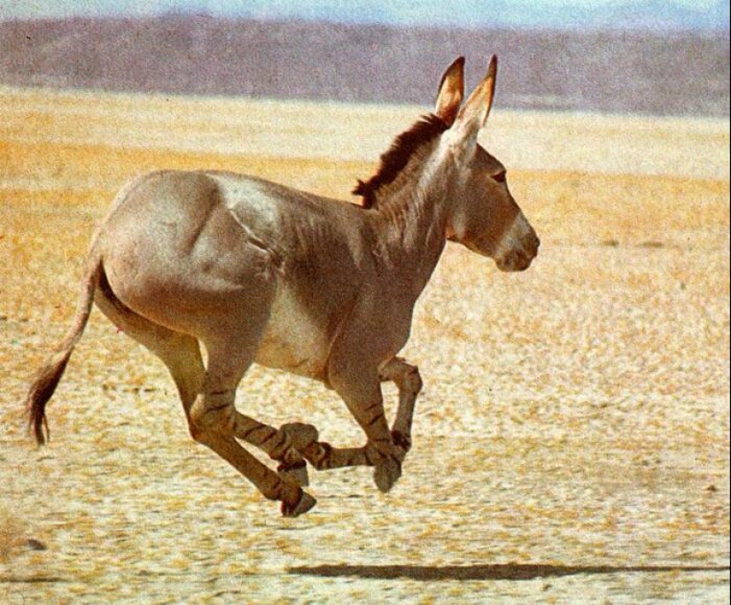 7 curiosidades sobre los burros que te harán respetar a este animal 7 curiosidades sobre los burros que te harán respetar a este animal