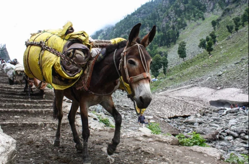7 curiosidades sobre los burros que te harán respetar a este animal 7 curiosidades sobre los burros que te harán respetar a este animal