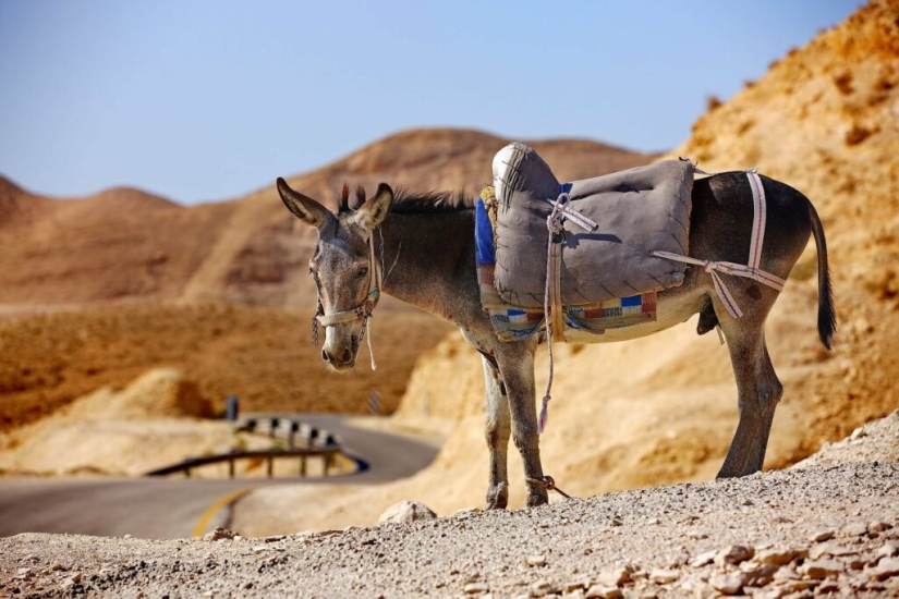 7 curiosidades sobre los burros que te harán respetar a este animal 7 curiosidades sobre los burros que te harán respetar a este animal