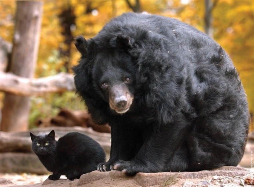 7 examples of an unusual friendship between animals