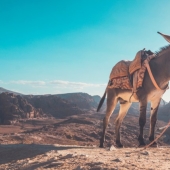 7 facts about donkeys that will make you respect this animal 7 facts about donkeys that will make you respect this animal