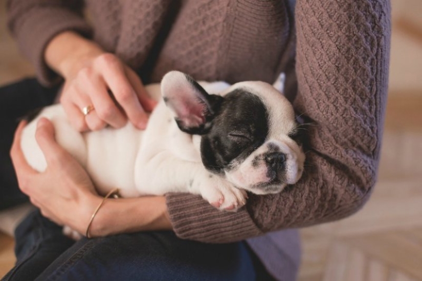 7 facts about the benefits of Pets for human health 7 facts about the benefits of Pets for human health