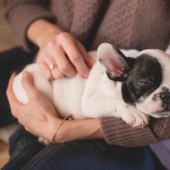 7 facts about the benefits of Pets for human health 7 facts about the benefits of Pets for human health