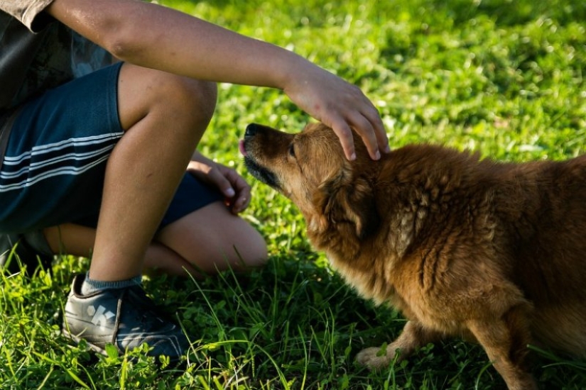 7 facts about the benefits of Pets for human health 7 facts about the benefits of Pets for human health