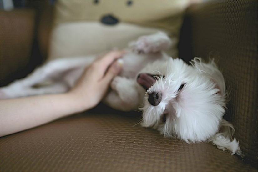7 facts about the benefits of Pets for human health 7 facts about the benefits of Pets for human health