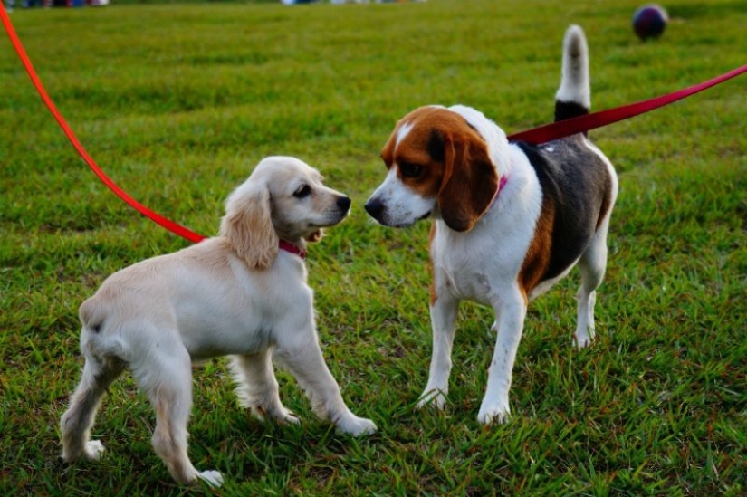 7 facts about the benefits of Pets for human health 7 facts about the benefits of Pets for human health
