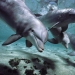 7 hechos desagradables sobre los delfines que cambiarán su actitud hacia ellos 7 hechos desagradables sobre los delfines que cambiarán su actitud hacia ellos