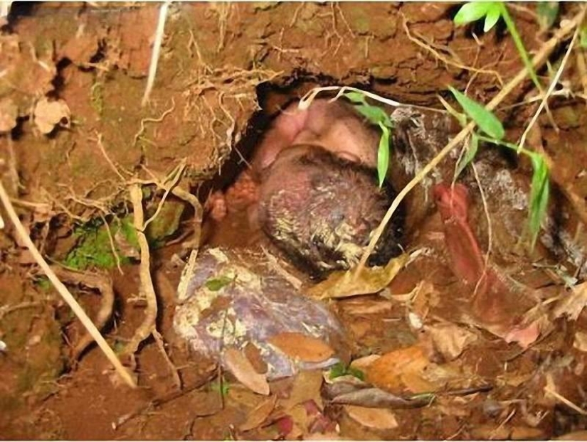 7 incredible stories of survival of babies