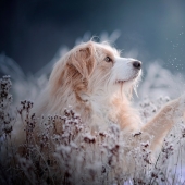 7 life hacks that will allow you to capture the" soul " of any animal in the photo 7 life hacks that will allow you to capture the" soul " of any animal in the photo