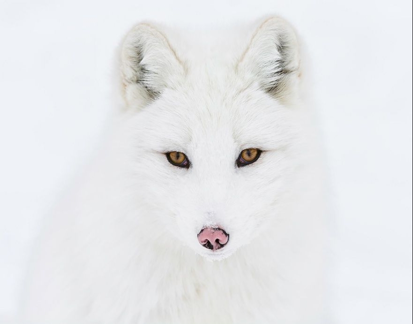 7 most mimic species of foxes