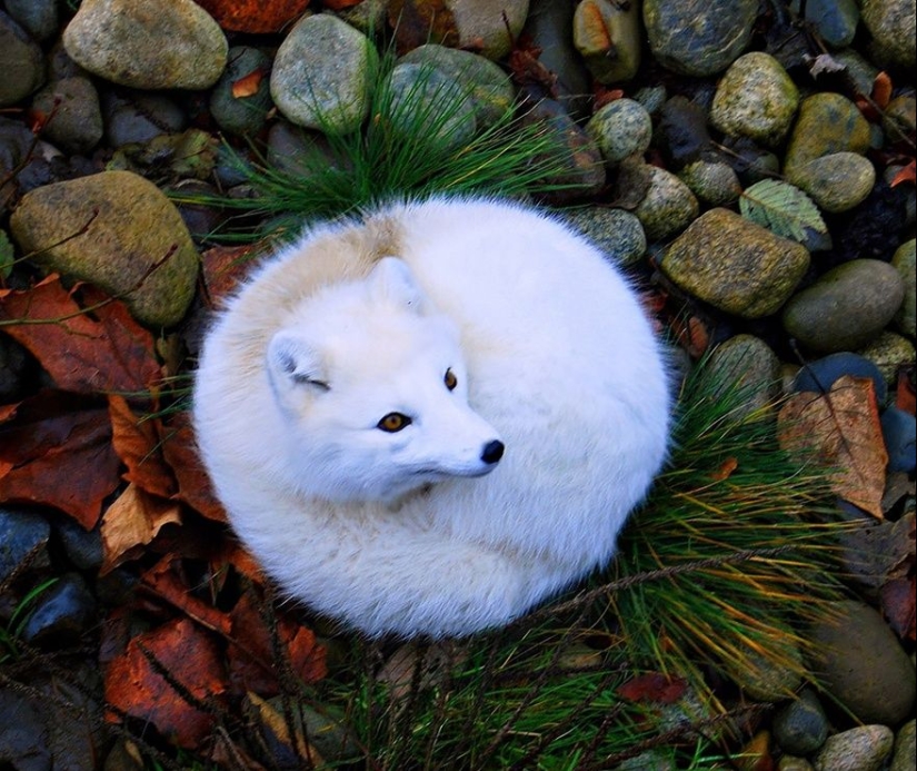 7 most mimic species of foxes