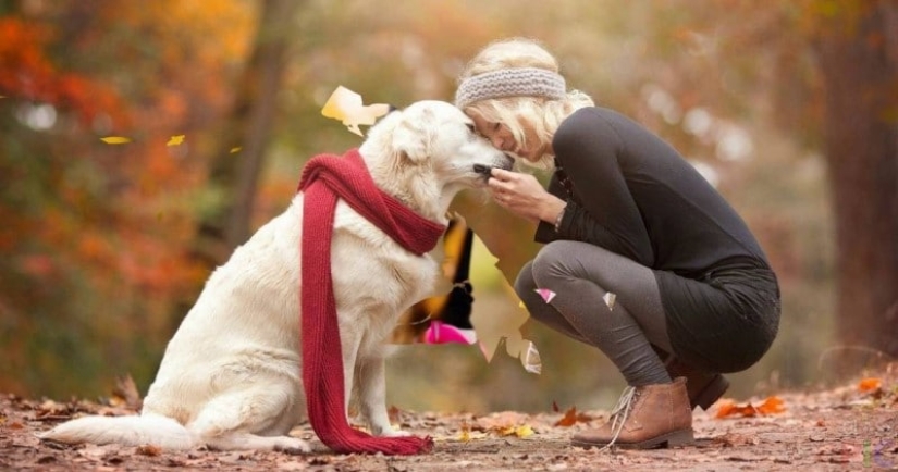 7 rules by which a dog chooses its owner when living in a family 7 rules by which a dog chooses its owner when living in a family