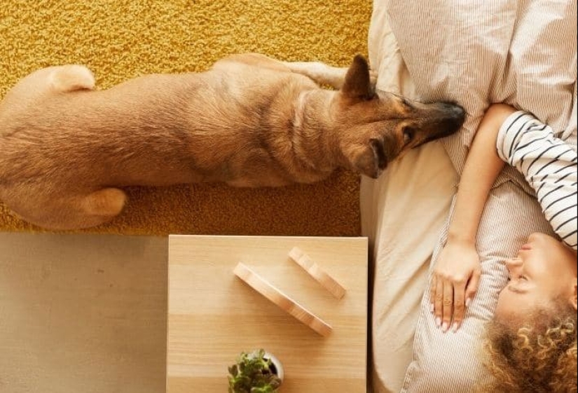 7 rules by which a dog chooses its owner when living in a family 7 rules by which a dog chooses its owner when living in a family