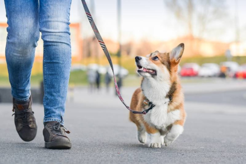 7 rules by which a dog chooses its owner when living in a family 7 rules by which a dog chooses its owner when living in a family
